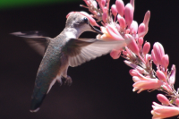 Hummingbird - Arizona
